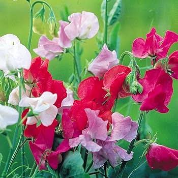 Sweet Pea Flower
