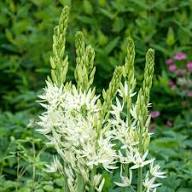 White Camassia Flower Seeds