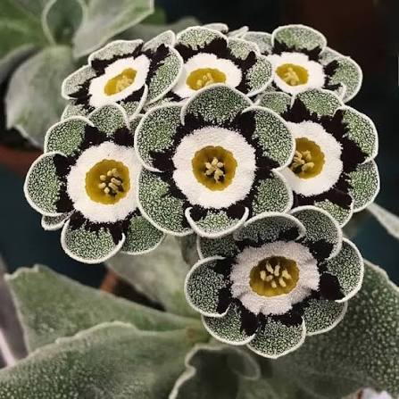 PRIMULA AURICULA FLOWER SEEDS HEIRLOOM NON-GMO HIGH GERMINATION ORGANIC GARDEN SEEDS FOR PLANTING Seeds - Heirloom Non G