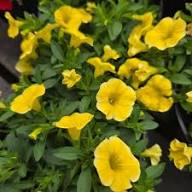 Yellow Calibrachoa Flower Seeds