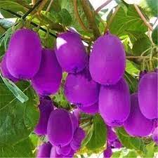 Purple Kiwi A Tangy Nutrient Fruit Seeds