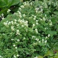 White Corydalis Flower Seeds - Heirloom Non GMO High Germination Flower Seeds for Planting