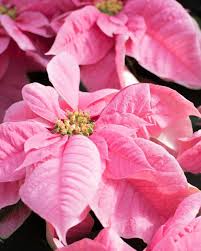 Pink Poinsettia Flower Seeds