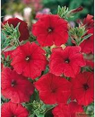 Red Surfinia Flower Seeds Red Heirloom Non GMO High Germination Organic Garden Seeds for Colorful Seeds for Planting - H