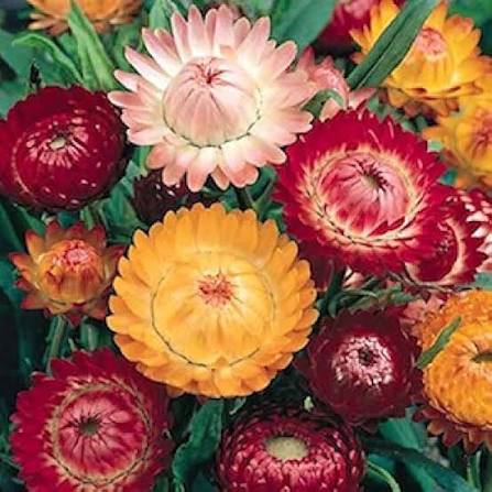 Mixed Heliopsis Flower Seeds 