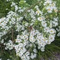 White Asphodelus Flower Seeds - Heirloom, Non-GMO, High Germination Flower Seeds for Planting