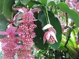 Pink Medinilla Magnifica Flower Seeds 