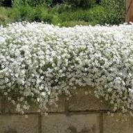 White Organic Cress Flower Seeds Exotic Flowering Plants Seeds for Planting Heirloom Non GMO High Germination Organic Ga