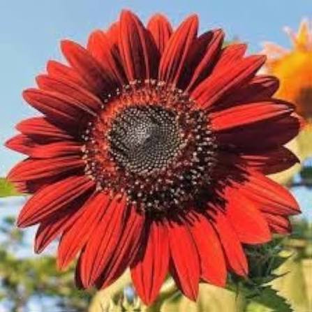 Red Sunflower Flower Seed 