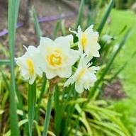 White Daffodil Flower Seeds