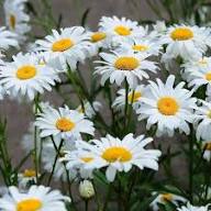 White Daisy Flower Seeds - Heirloom Non GMO High Germination Flower Seeds for Planting