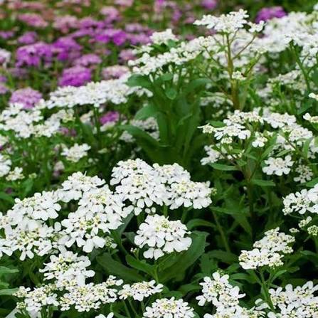 Candytuft Flower Seeds