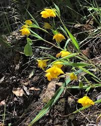 White Calochortus Flower Seeds - Heirloom, Non-GMO, High Germination Flower Seeds for Planting