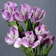 Purple Alstroemeria Flower Seeds Exotic Flowering Plants Colorful Backyard Beauty Colorful Seeds for Planting Heirloom N