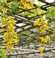 Yellow Eccremocarpus Flower Seeds for Planting - Heirloom Non GMO High Germination Garden Seeds for Planting