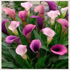 Purple Zantedeschia Calla Lily Flower Seeds