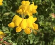 Yellow Corniculatus Flower Seeds - Heirloom Non GMO High Germination Flower Seeds for Planting