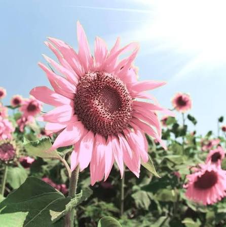 Pink Giant Sunflower Seeds