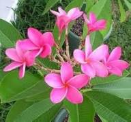 Pink Plumeria Flower Seeds Easy Grow Blossoms for Home Garden Decoration, Heirloom Non-GMO High Germination Seeds for Pl