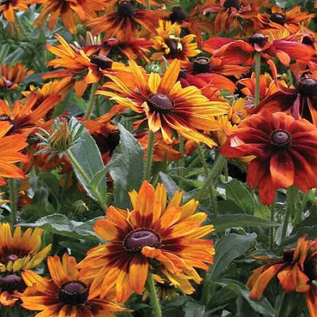 Black Rudbeckia Flower Seeds
