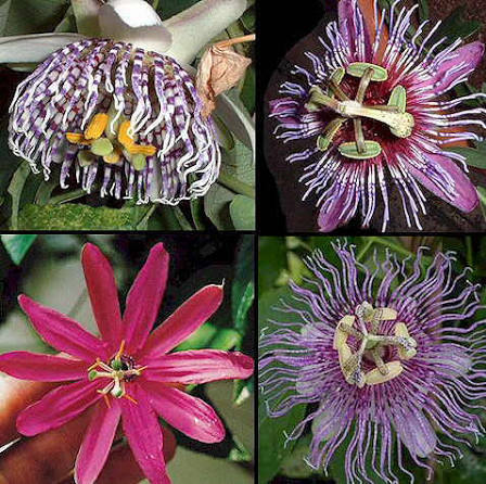 Mixed passiflora flower seeds for planting - Healthy Harvest Growing Heirloom, Non-GMO for Home Garden