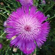 Pink Centaurea Flower Seeds - Heirloom Non GMO Garden Seeds for Planting, High Germination Quality