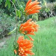 Orange Bessera Flower Seeds