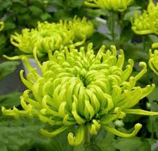 Green Chrysanthemum Flower Seeds for Planting | Exotic Flowering Plants Colorful Backyard Beauty - Heirloom Non GMO High