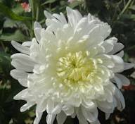 White Chrysanthemum Flower Seeds
