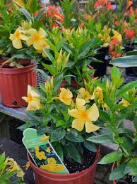 Yellow Dipladenia Flower Seeds 