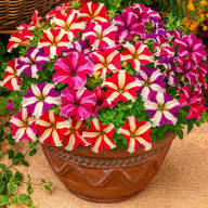 Petunia Flower Mixed Colors Fresh Planting Vibrant Petunia Blooms Flower Seeds Home Garden Seeds for Planting -