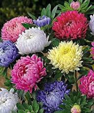 White Aster Flower Seeds - Heirloom, Non-GMO, High Germination Flower Seeds for Planting