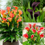 White Calla Flower Seeds - Heirloom, Non-GMO, High Germination Flower Seeds for Planting