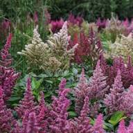 Green Astilbe Flower Fresh Planting Lush Perennials Flower Seeds Home Garden Planting Seeds for Planting Non-GMO High