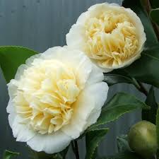 White Yellow Camellia Flower Seeds