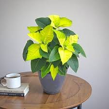 Yellow Poinsettia Flower Seeds 