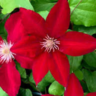 Red Climbing Clematis Flower Seeds Premium Floral Seeds for Decorative Landscape Gardens Seeds for Planting Heirloom Non-GMO High Germination Organic Garden Seeds