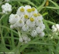 White Anaphalis Flower Seeds for Planting Premium Floral Seeds Heirloom Non-GMO High Germination Organic Garden Seeds Dr