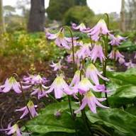 Pink Erythronium Flower Seeds Exotic Flowering Plants Colorful Backyard Beauty Seeds for Planting - Heirloom Non GMO Hig
