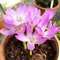 Pink Colchicum Flower Seeds - Heirloom Non GMO High Germination Flower Seeds for Planting