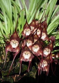 Monkey Orchid Flower for Planting Heirloom Non-GMO High Germination Organic Garden Seeds - Heirloom Non GMO High Germin