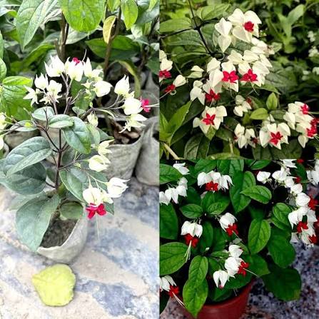 Red White Bleeding Heart Flower Seeds 