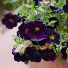 Black Calibrachoa Flower Seeds 
