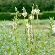 Yellow Organic Sanguisorba Flower Seeds