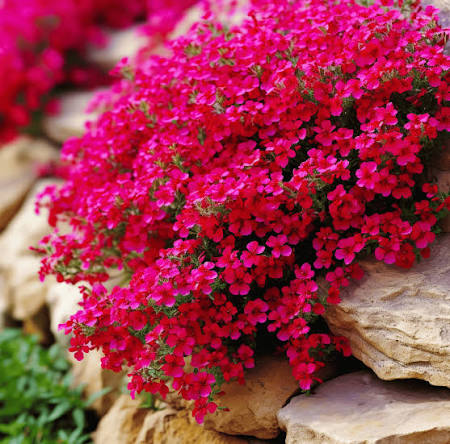 Red Cress Aubrieta Flower Seeds
