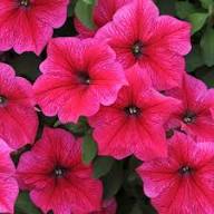 Pink Hanging Petunia Flower Seeds