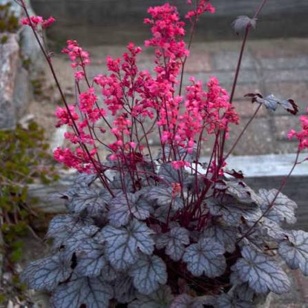 Heuchera Flower Exotic Flowering