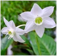 White Linum Usitatissimum Flower Flower Seeds - Heirloom Non GMO High Germination Organic Garden Planting Seeds