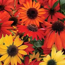Red Echinacea Flower Seeds