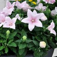 Pink Astra Flower Flower Seeds - Heirloom Non GMO High Germination Organic Garden Planting Seeds